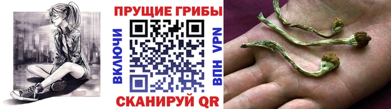 Галлюциногенные грибы GOLDEN TEACHER где найти наркотики Мещовск